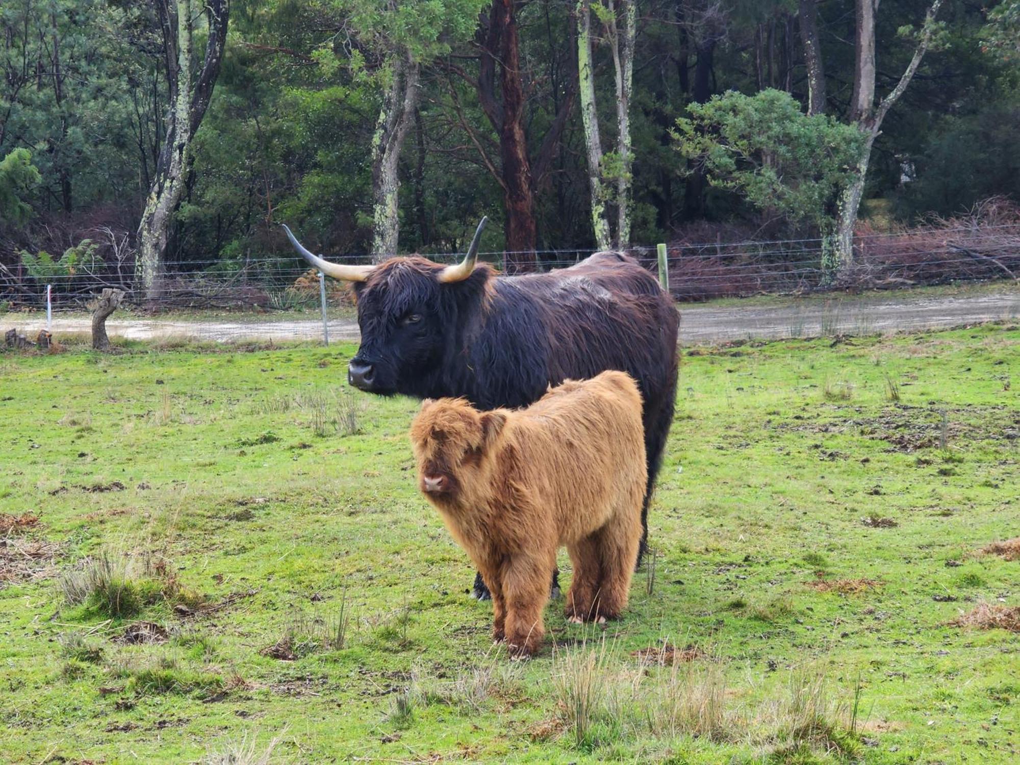 Ruby'S Cottage Farm Stay Port Arthur Eksteriør bilde