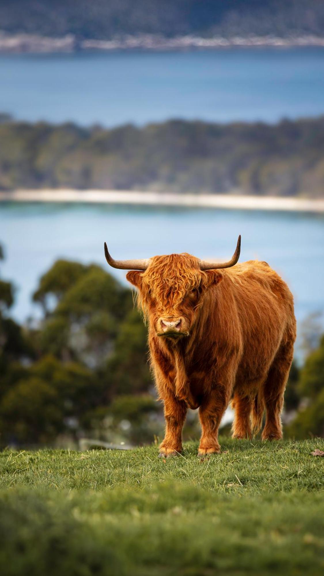 Ruby'S Cottage Farm Stay Port Arthur Eksteriør bilde